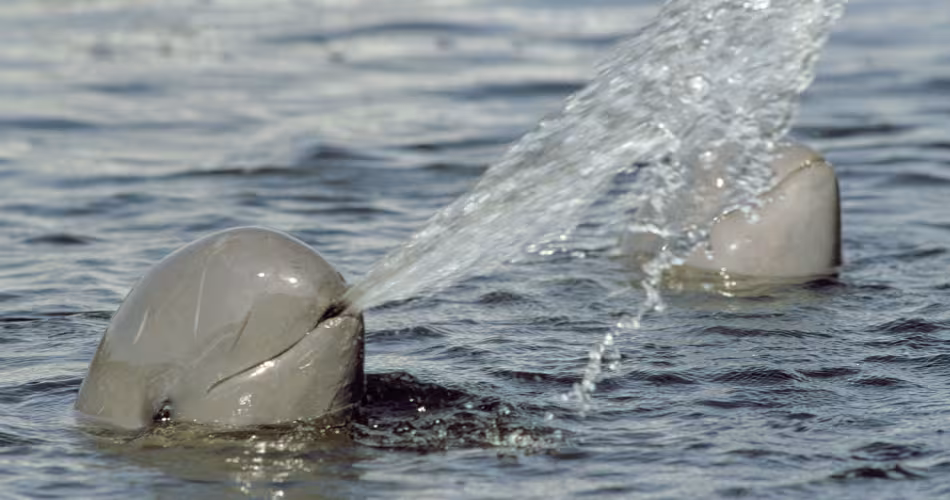Deux dauphins d'Irrawaddy (Orcaella brevirostris) sont dans l'eau. 