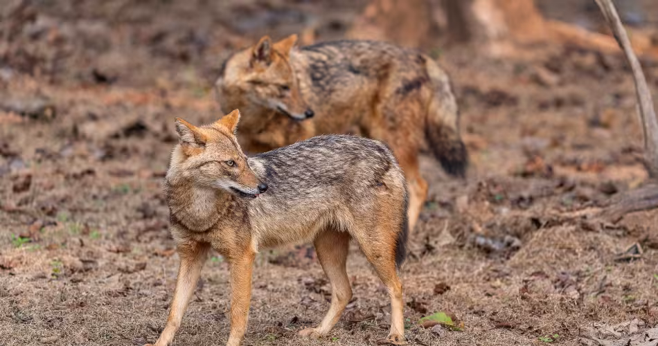 Deux Chacals dorés (Canis aureus)
