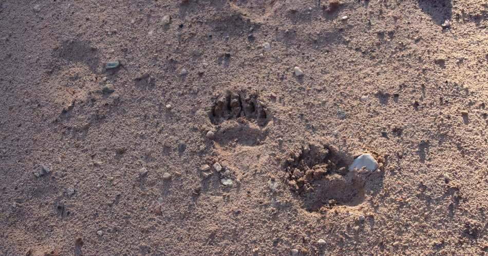 Empreintes de pattes d'ours dans la terre, Réserve Dvinsky, Russie.