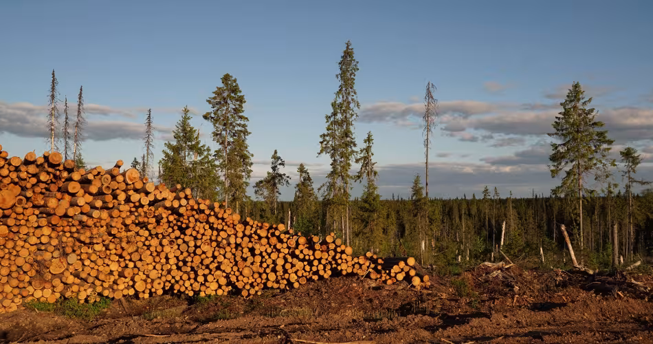 Une exploitation forestière aux abords de la forêt Taïga en Russie.