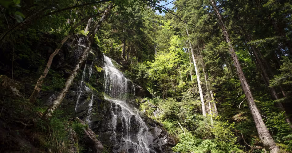 Forêts primaires Forêt-Noire
