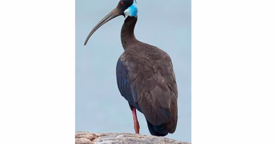 Ibis de Davison