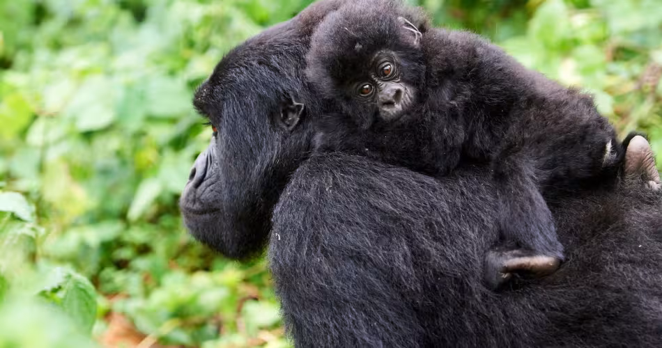 Gorille de montagne femelle (Gorilla beringei beringei) portant son bébé sur le dos, membre du groupe Kabirizi, Parc national des Virunga, Nord-Kivu, République démocratique du Congo, Afrique