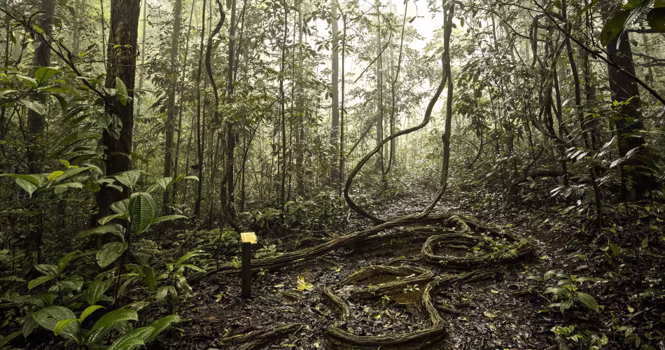 Au coeur de la forêt amazonienne