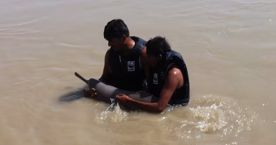 Deux personnes relâchant un Dauphin de l'Indus (Platanista minor)
