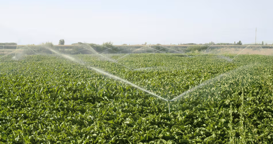 Irrigation champs agriculture