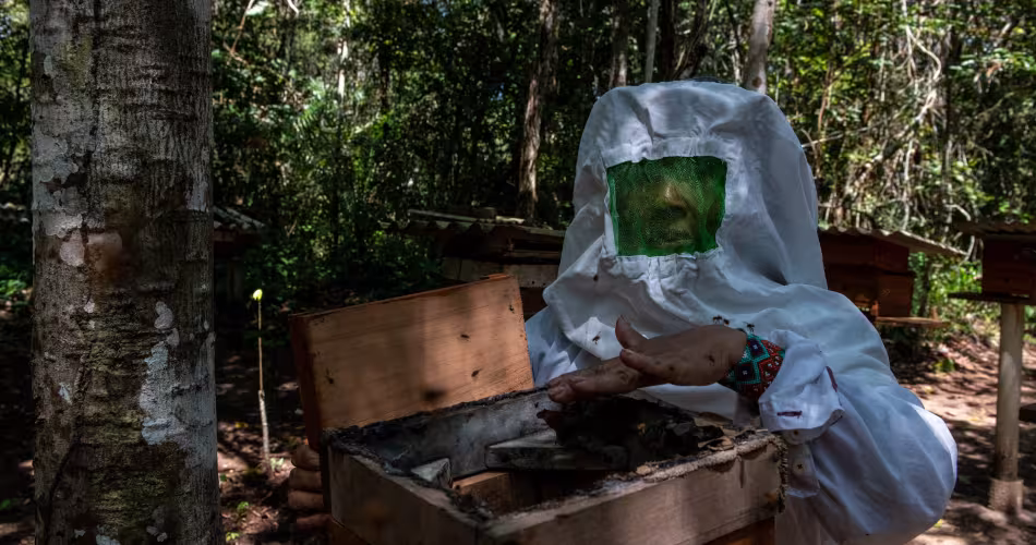 Joelma Lopes, une petite productrice, s'occupe de ses ruches dans la forêt près du Centre expérimental forestier actif dans la région de Tapajós en Amazonie, au Brésil