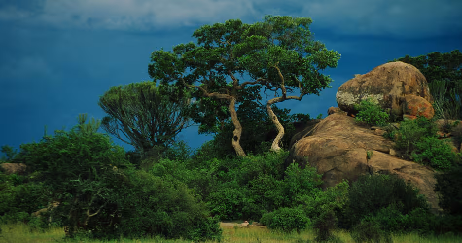 Parc National de Serengeti, Moru Kopjes, Tenzanie