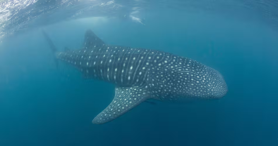 Requin baleine, Donsol, Philippines