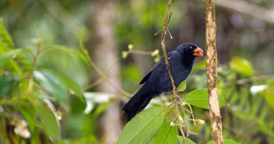Gros-bec à gorge noire (Saltator fuliginosus), forêt atlantique, São Paulo, Brésil