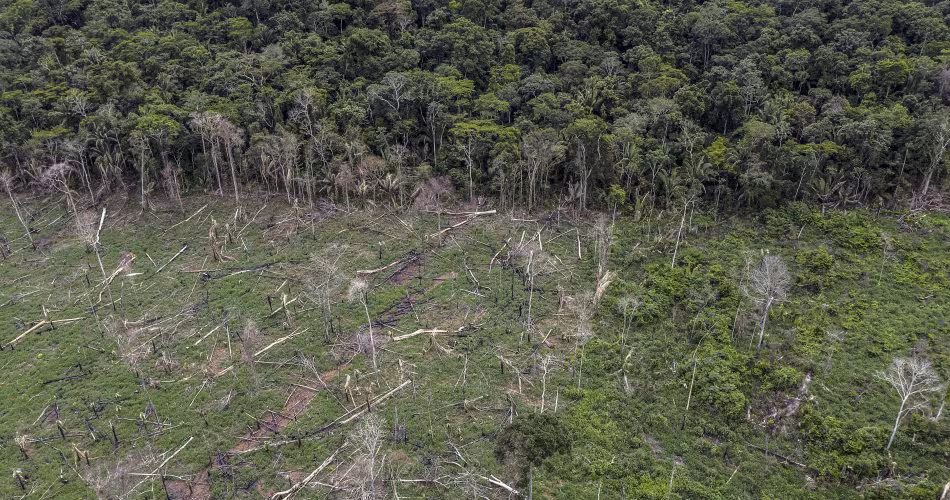 Déforestation illégale en Amazonie proche du territoire des indigènes Uru-Eu-Wau-Wau