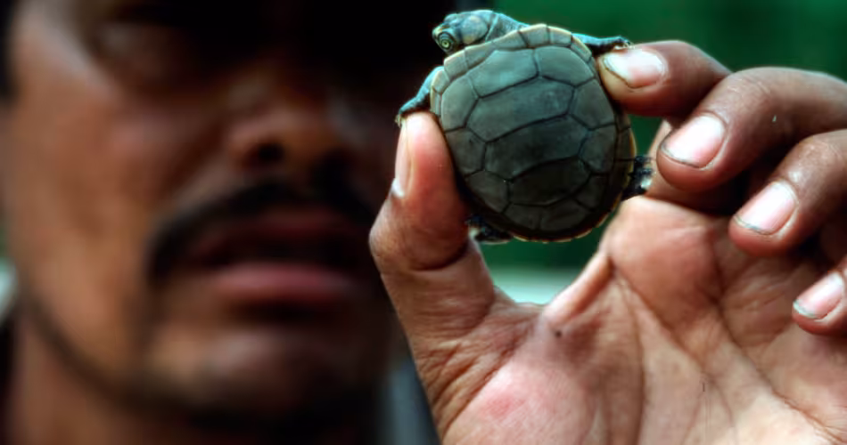 Le garde forestier Hugo avec une tortue de rivière à taches jaunes (Podocnemus unifilis) récemment née sur une plage le long de la rivière Manu.