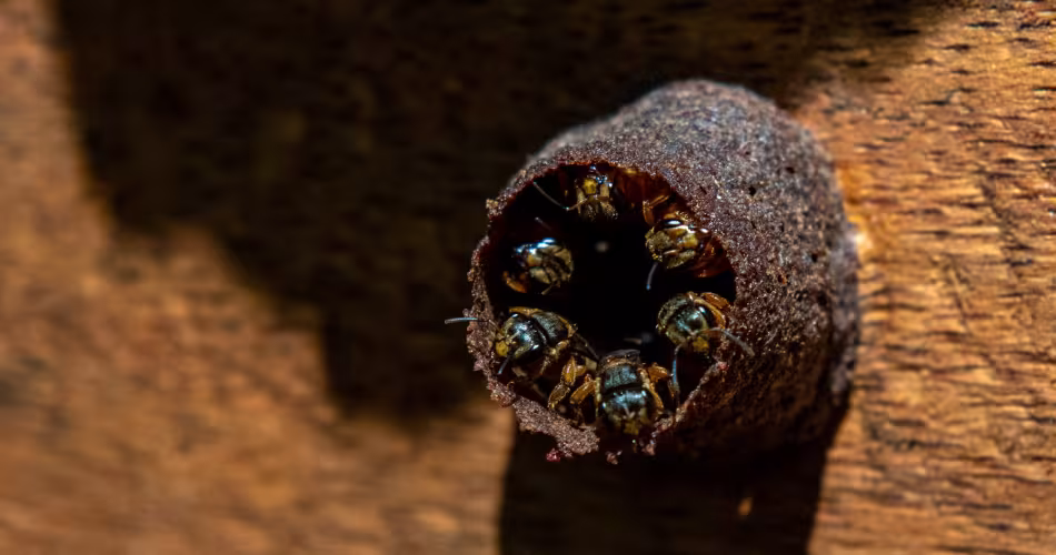 Les abeilles sans dard indigènes (également appelées abeilles méliponines) sont les principaux pollinisateurs des forêts néotropicales et contribuent au maintien de la diversité génétique de leur habitat.
