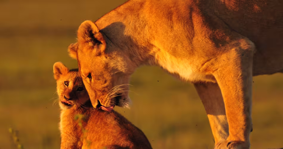 Lionne et son petit (Panthera Leo)
