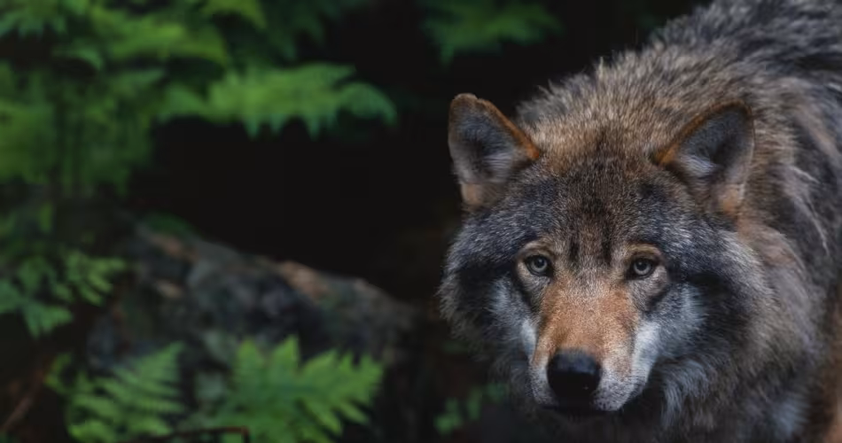 Loup européen (Canis lupus) en captivité , Zoo de Boras (Suède)