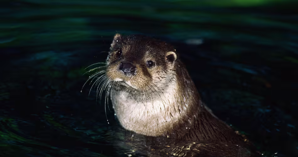 Loutre-de-rivières-WWF