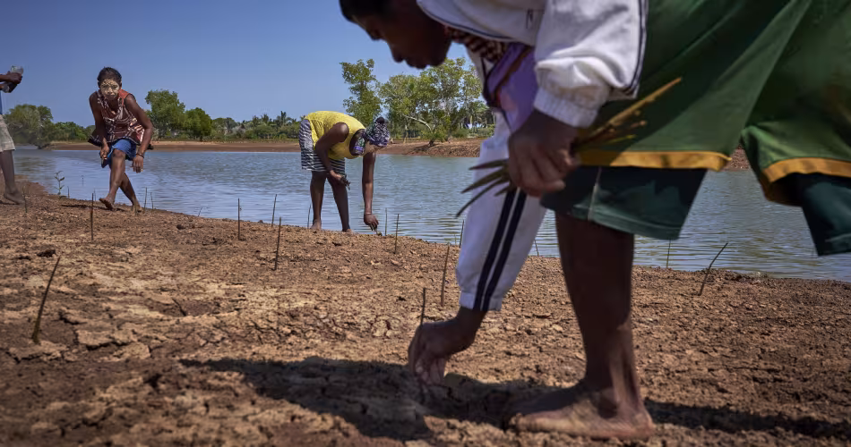 Trois personnes replantent des propagules de palétuvier à Manambolo (Madagascar)
