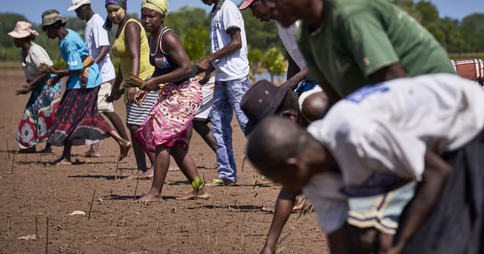 Des villageois malgaches replantent des propagules de mangrove pour les restaurer (Madagascar)