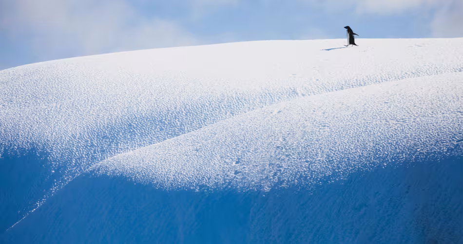 Un manchot empereur (Pygoscelis adeliae) sur un iceberg.