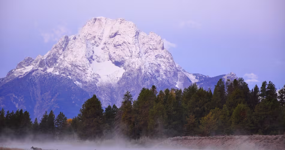 Wapiti (Cervus canadensis) dans le parc national de Grand Tetons, Wyoming, Etats-Unis