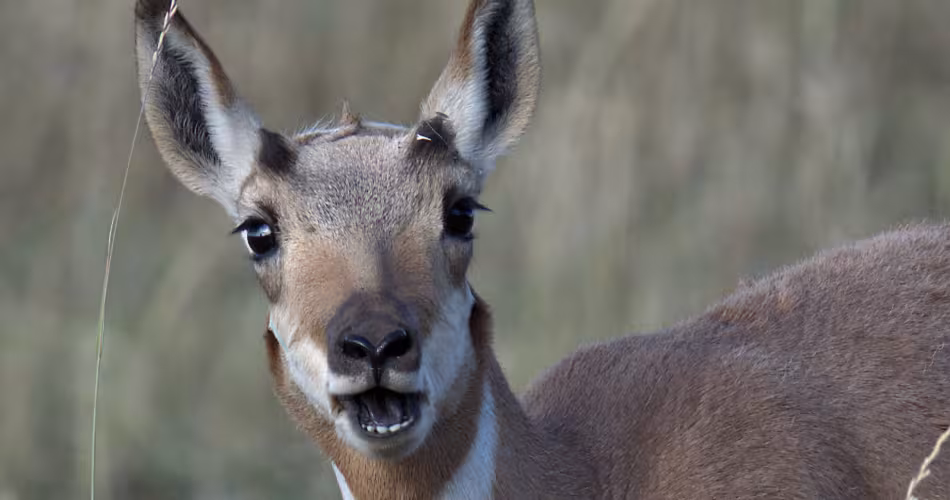 Une antilope d'Amérique dans le parc national de Grand Tetons, Wyoming, Etats-Unis.
