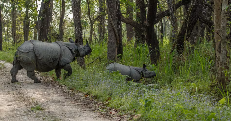 Deux grand rhinocéros à une corne (Rhinoceros unicornis) dans le parc national royal de Chitwan (Népal)