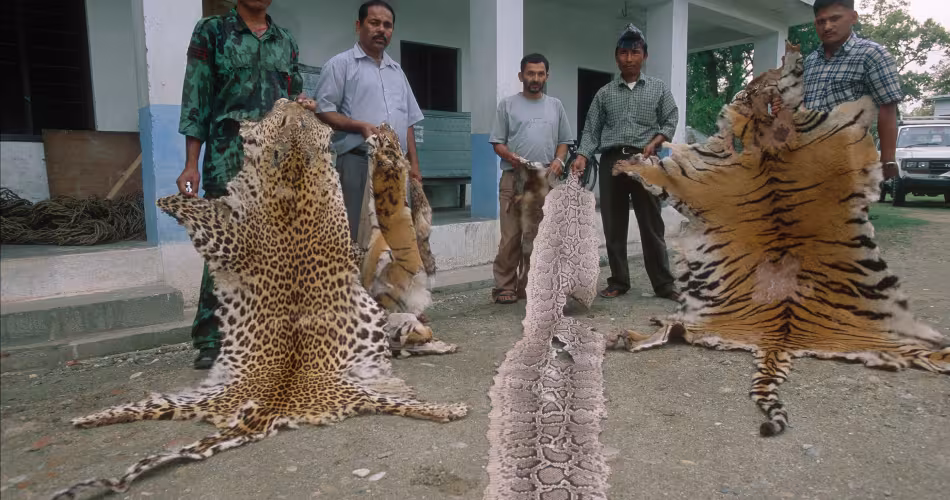 Le personnel anti-braconnage expose une peau de tigre - l'un des objets braconnés exposés au musée Tikauli, au Népal.