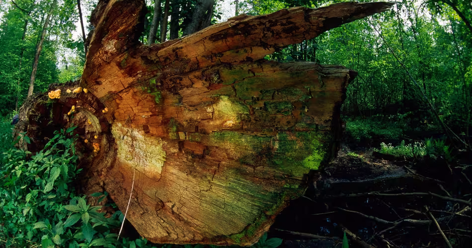 Parc national de Bialowieza