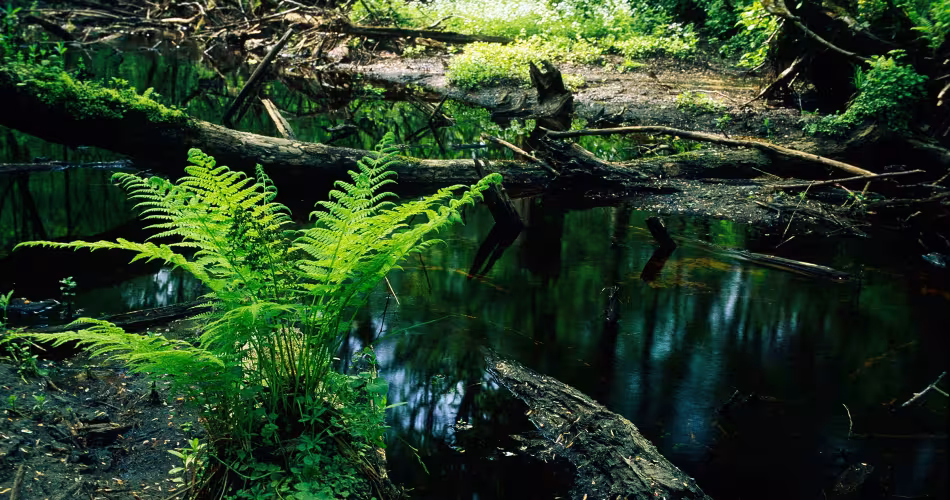 Parc national de Bialowieza