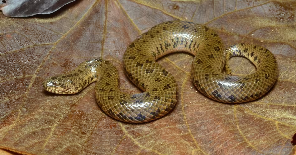 Un serpent de boue découvert dans la rivière Salween au Myanmar en 2017.