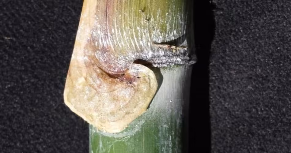 Une espèce de bambou ligneux (Schizostachyum Cambodianum) découverte au Cambodge.