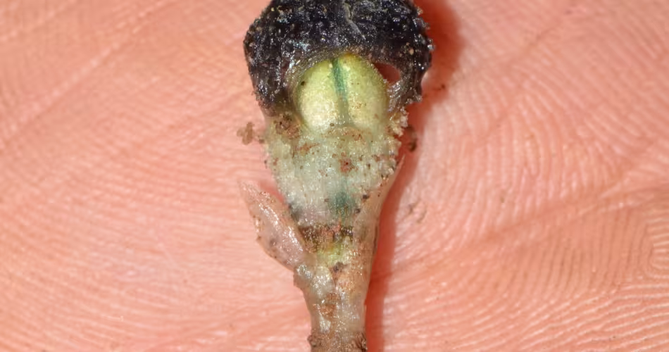 Espèce de thismia noire couronnée (Thismia Nigricoronata) découverte au Laos.
