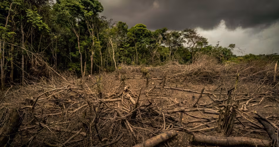 La forêt amazonienne déforestée en Colombie.