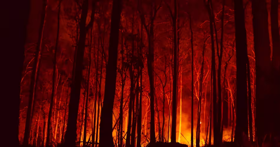 Feux de forêts en Novembre 2019 à Bowraville, Nouvelle Galles du Sud, Australie
