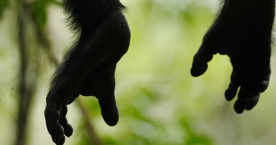 Gros plan sur les pieds d'un chimpanzé (Pan, troglodytes) dans le parc national de Kibale (Ouganda)