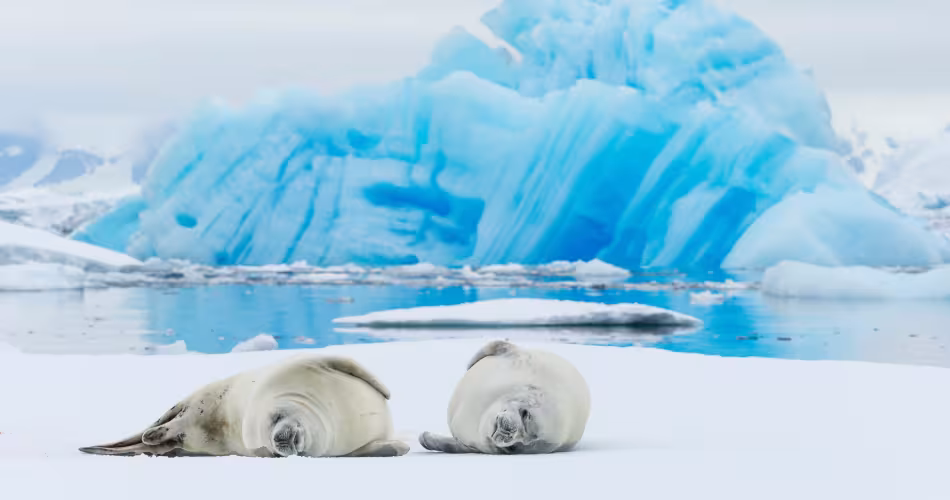 Deux phoques crabiers (Lobodon carcinophagus) étendus sur la glace, Chenal Grandidier, Antarctique.