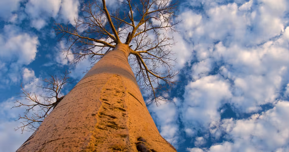 Vue du bas sur un Baobab (Andasonian grandidieri) (Madagascar)