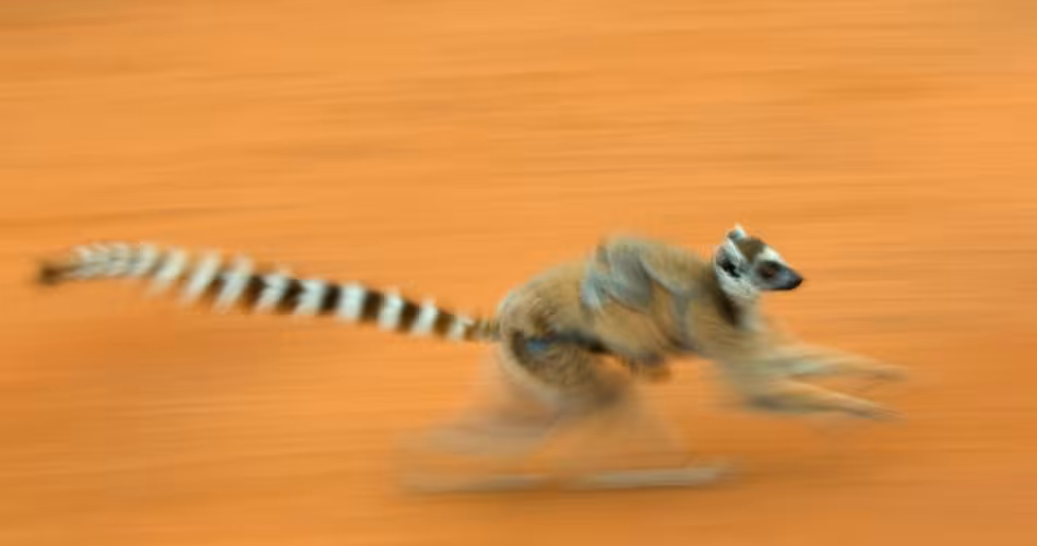 Lémurien à queue annelée (Lemur catta) en train de courir dans la réserve de Berenty (Madagascar)