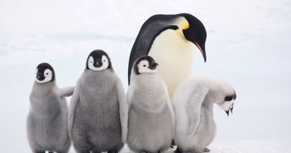 Un manchots empereur et ses petits (Aptenodytes forsteri), colonie Snow Hill Island, Antarctique