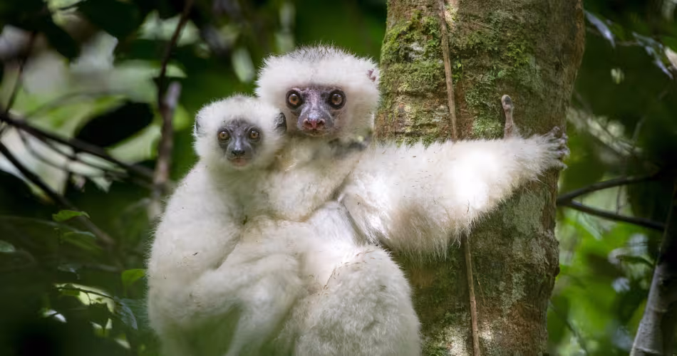 Lémurien propithèque soyeux (Propithecus candidus) et son petit (Madagascar)