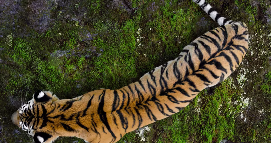 Vue de haut d'un tigre d'Ussuriysk