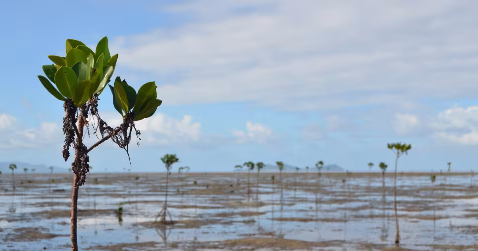 Mangroves récemment plantées entre Viti Levu, près de Pacific Harbour, et Serua Island (Fidji)