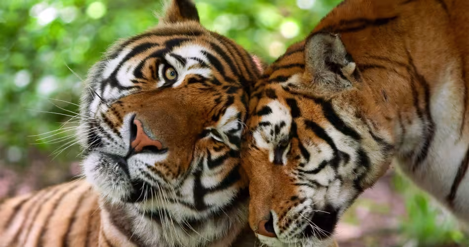 Deux Tigres (Panthera tigris), mâle et femelle 