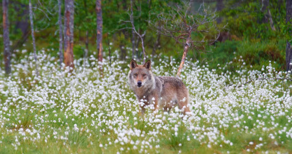 Un loup dans un champ de coton fixe l'objectif de la caméra. 