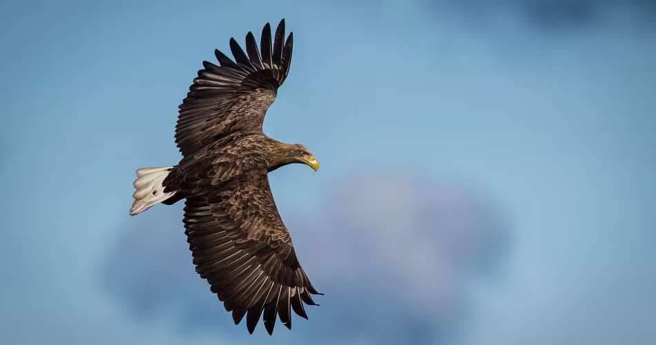 Un vieux pygargue à queue blanche (Haliaeetus albicilla), Suède.