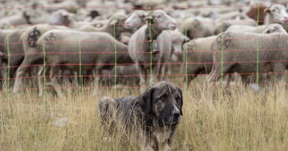 Un chien gardant un troupeau de moutons
