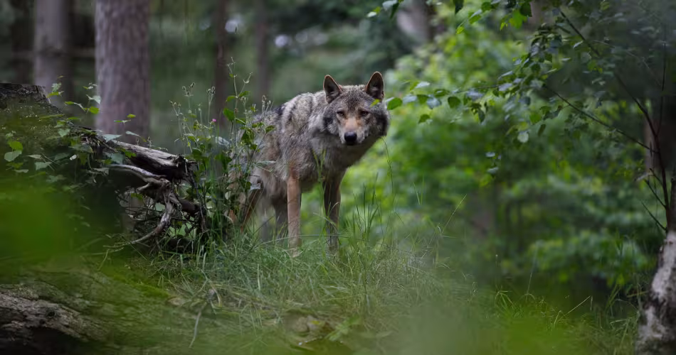 Canis lupus
