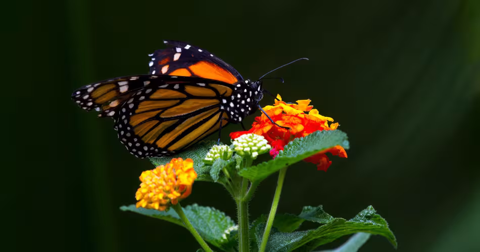 Papillon monarque (Danaus plexippus), jardins de la cascade de La Paz, Costa Rica