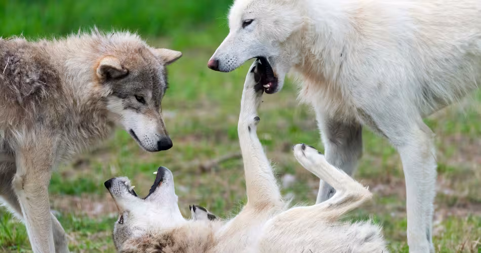 Canis lupus
