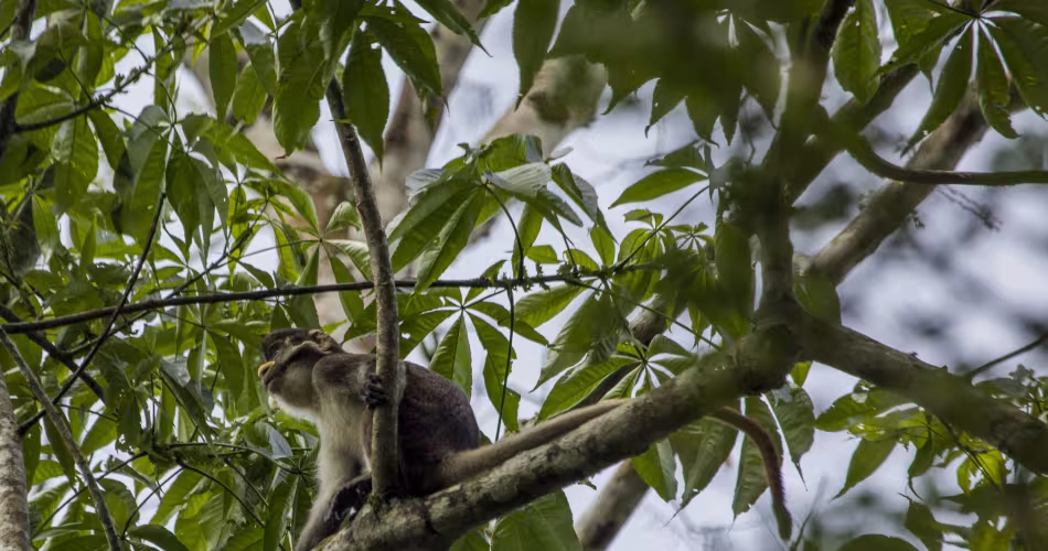 Un singe à queue rouge dans le parc du Salonga, en République démocratique du Congo